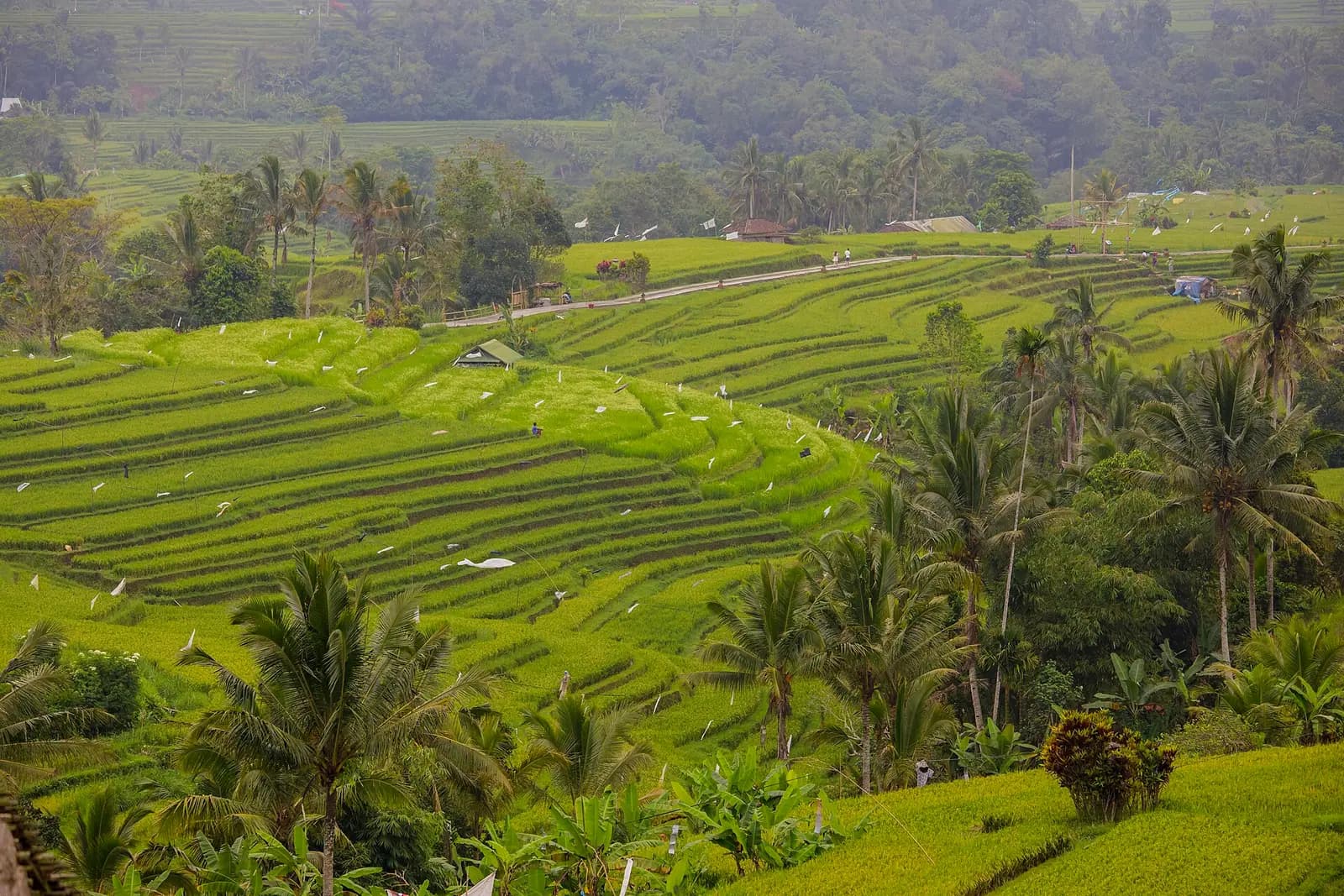 Rice terraces stepping down a hillside in Bali, Indonesia