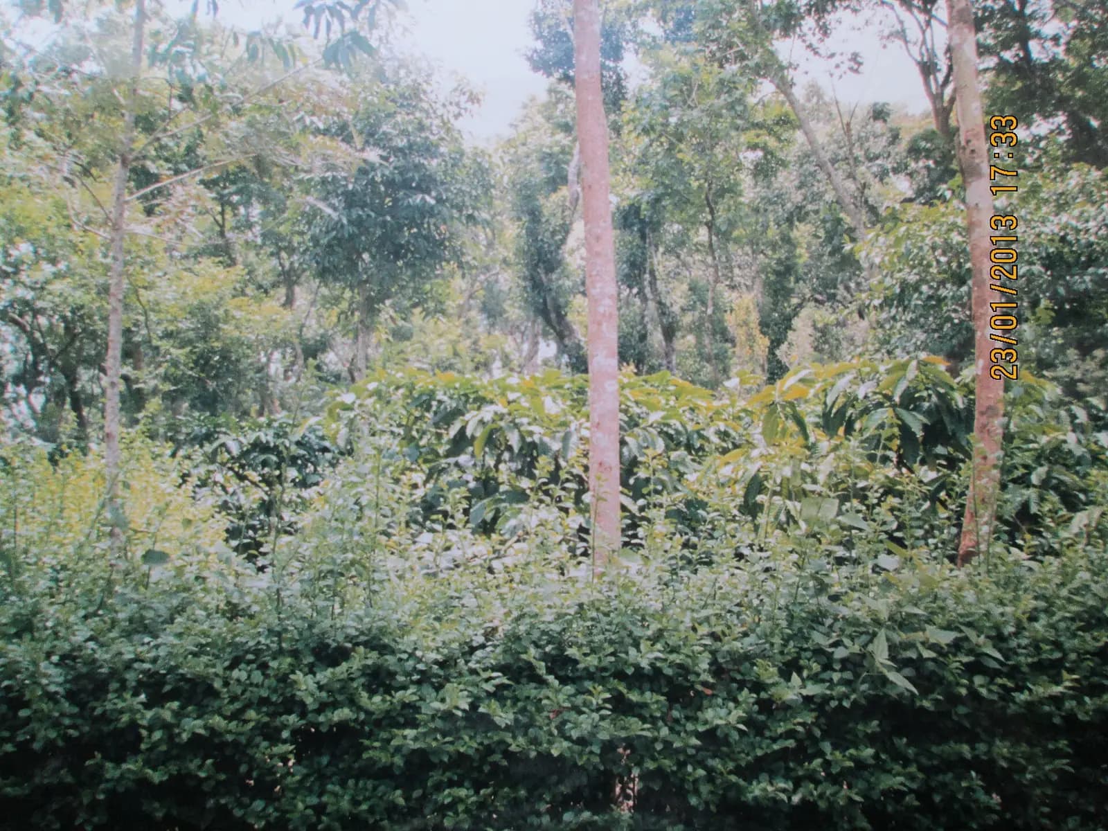 Coffee bushes under shade trees on a plantation in Coorg, Karnataka