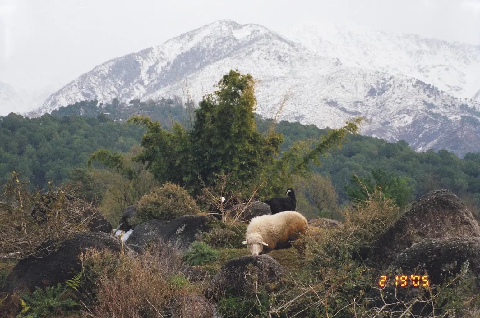 The Dhauladhar range rising steeply behind the ridges of Dharamshala, Himachal Pradesh