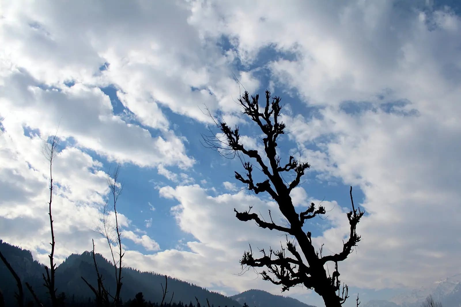 Pine forest and grazing meadows around Pahalgam in the Kashmir valley