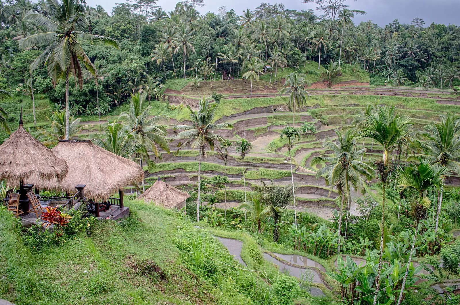 The stepped green rice terraces at Tegallalang near Ubud, Bali