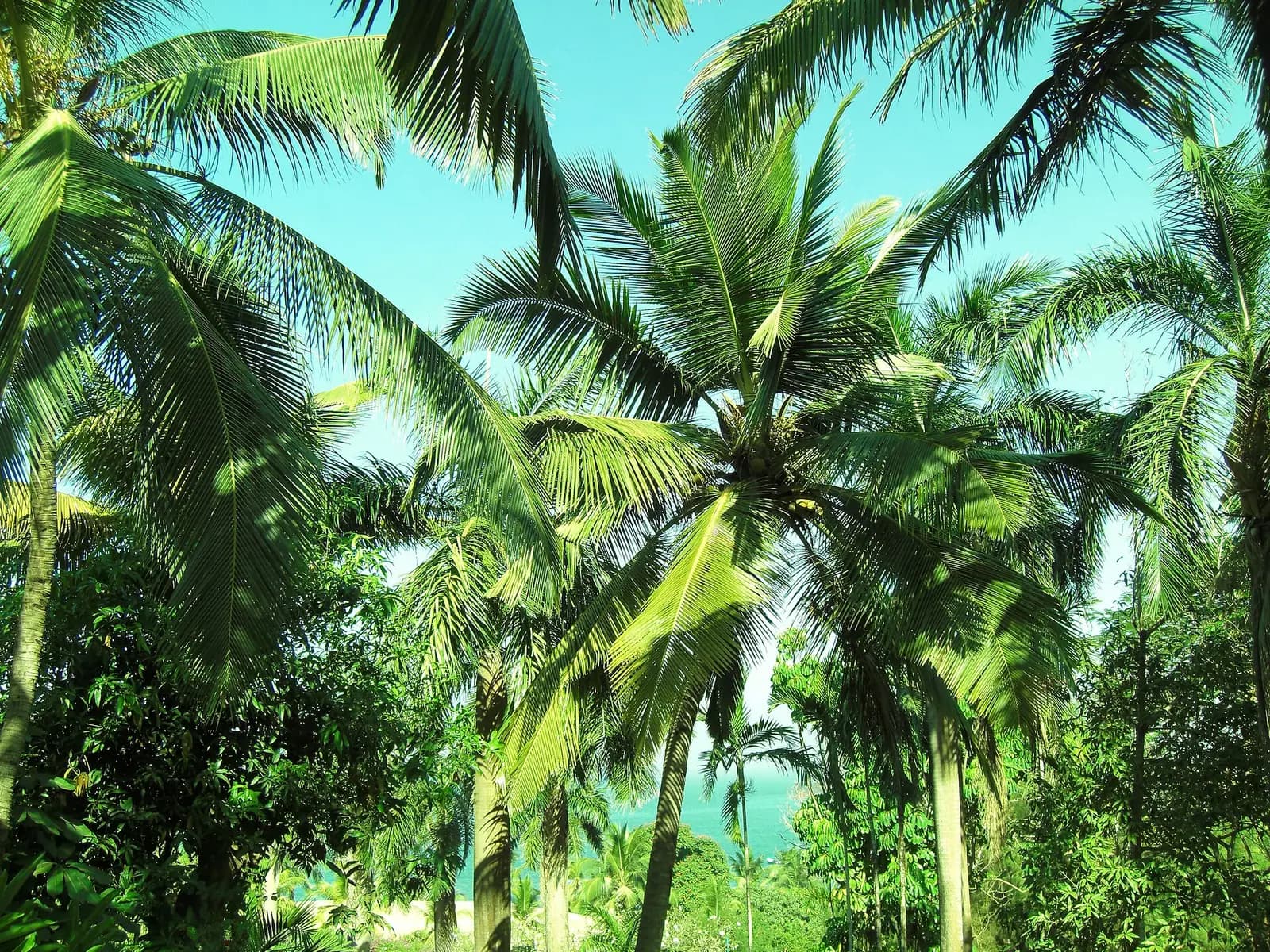 Coconut palms leaning over a quiet tidal creek in South Goa