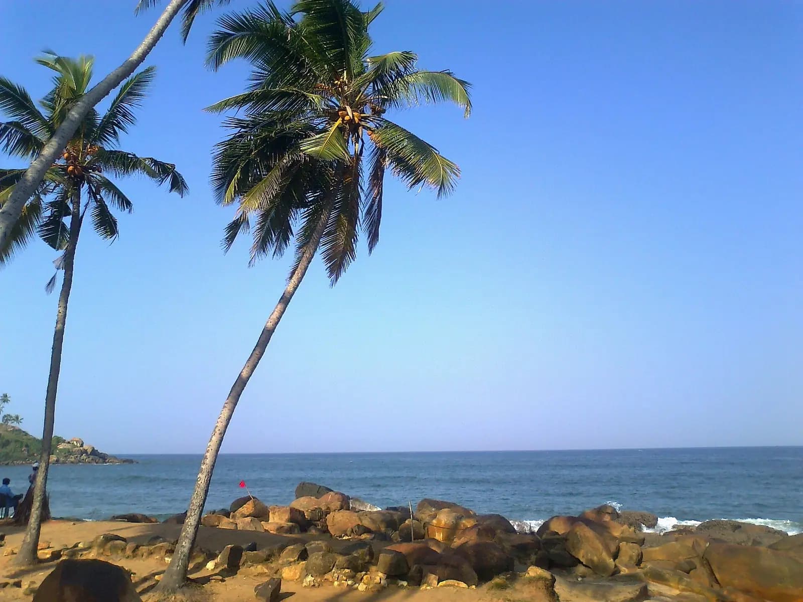 Palms leaning over the sand and surf at Kovalam, Kerala