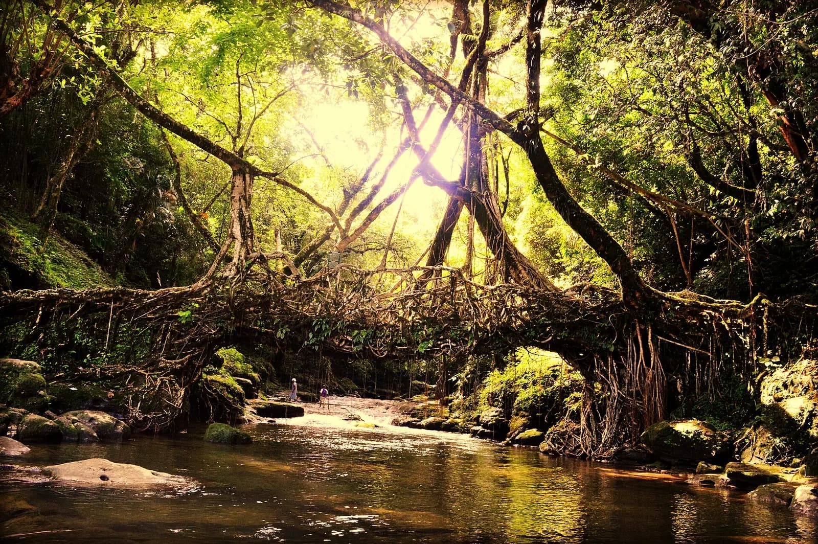 A living root bridge grown across a stream in the forests of Meghalaya