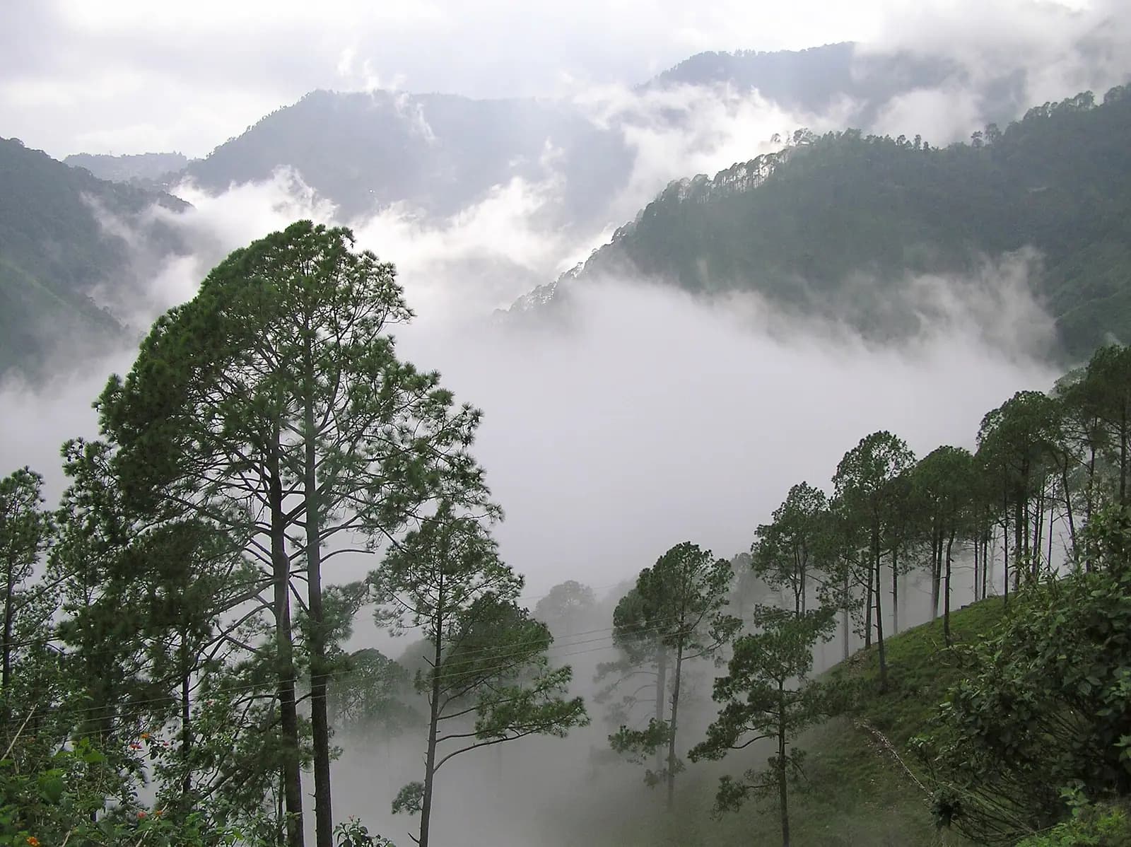 Forested Kumaon ridges surrounding the lake town of Nainital, Uttarakhand