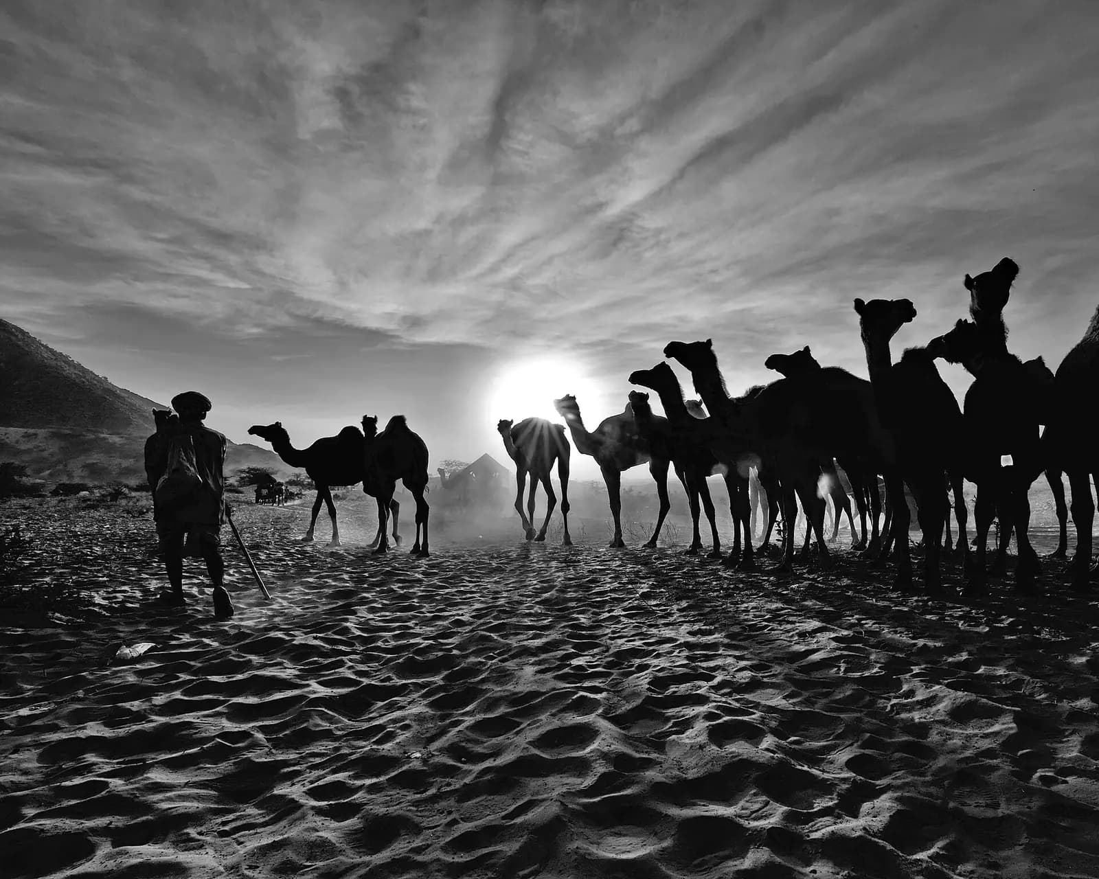 Camels and traders gathered on the sands at the Pushkar fair, Rajasthan