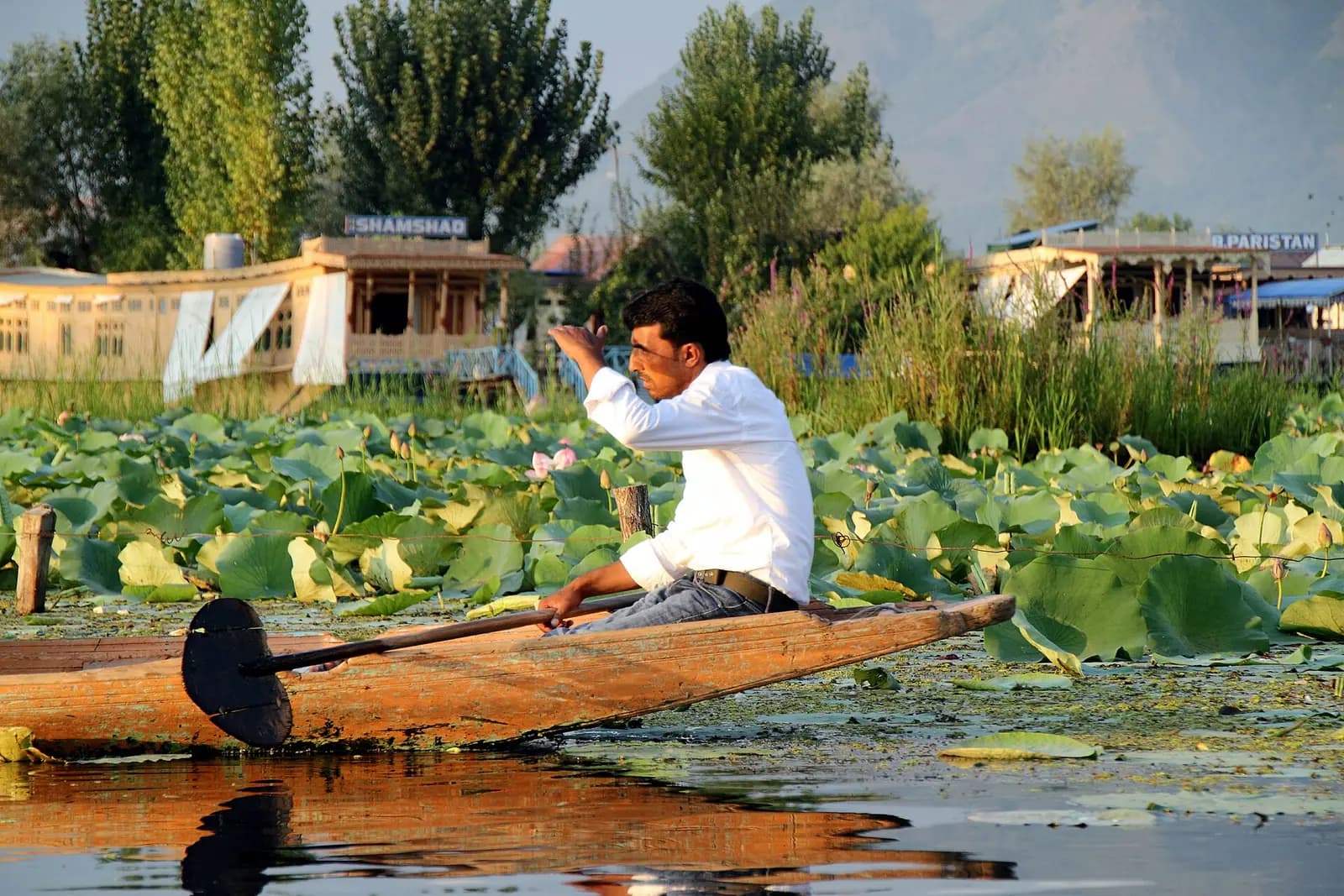 Shikara boats on the still water of Dal Lake at Srinagar, Kashmir