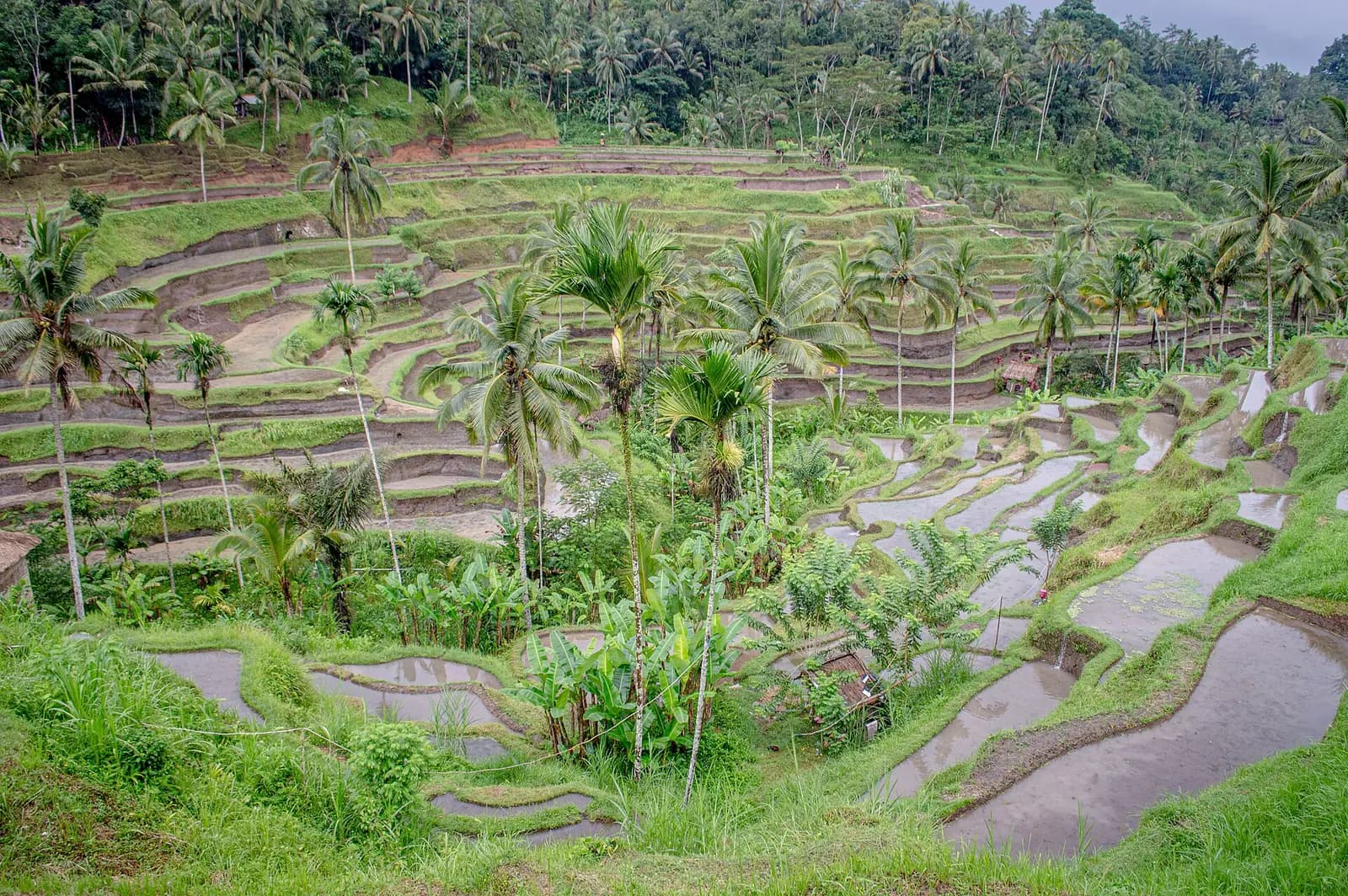 The stepped green rice terraces at Tegallalang near Ubud, Bali