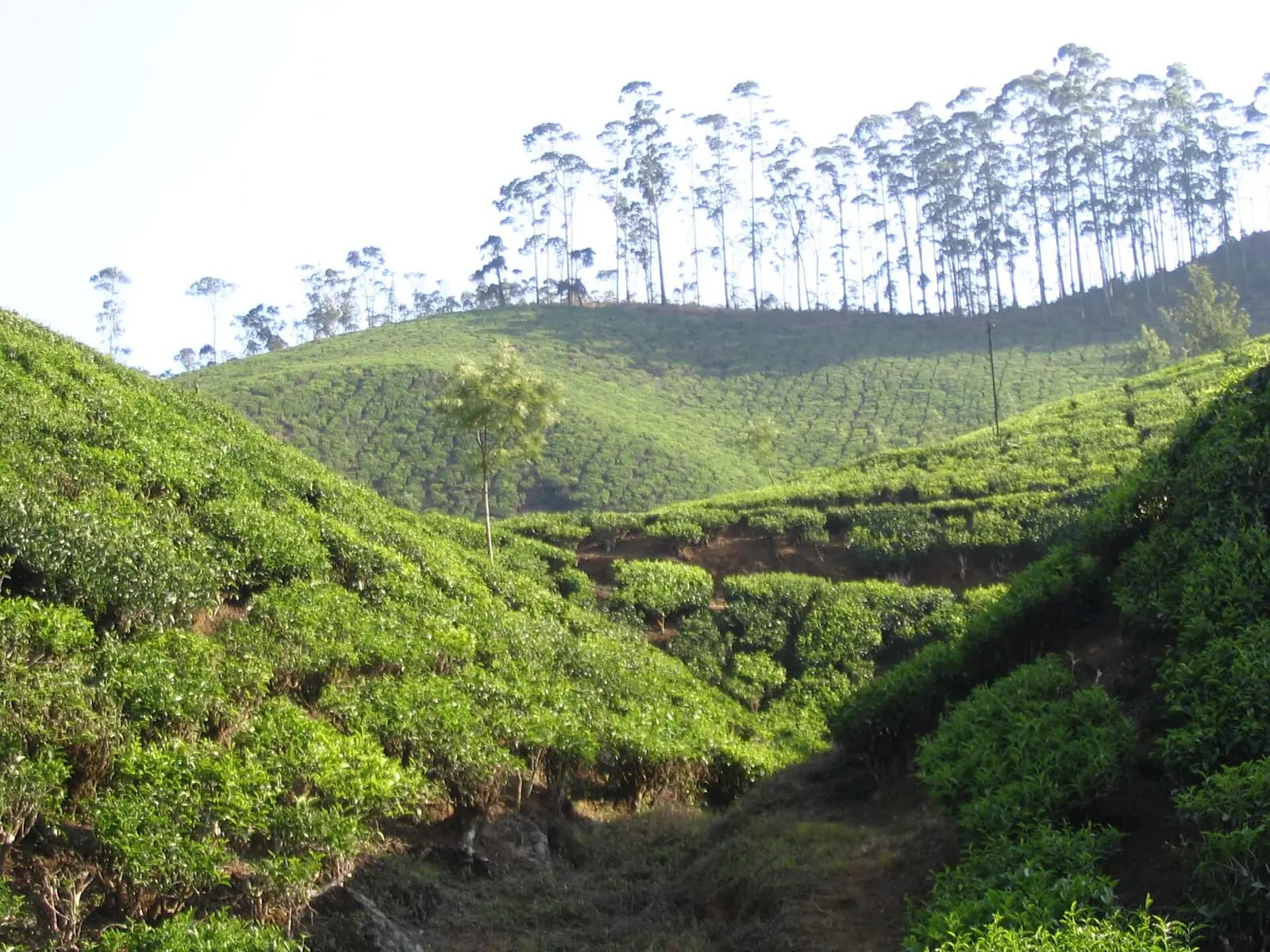 Tea gardens covering the slopes at Munnar, Kerala