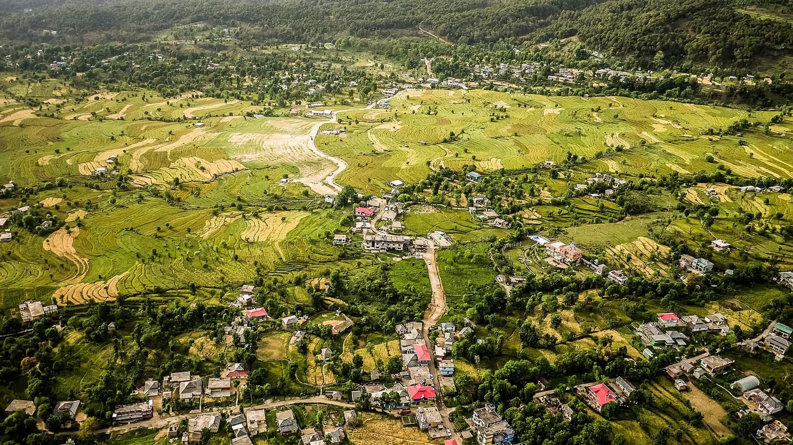 Tea gardens and fields of the Kangra valley below the Dhauladhar range
