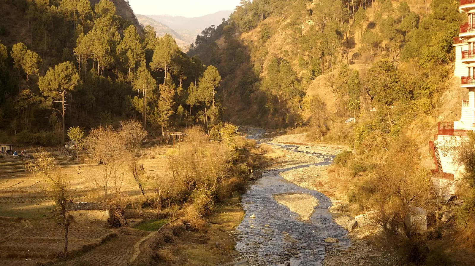 Dense deodar forest on the slopes around Chail, Himachal Pradesh