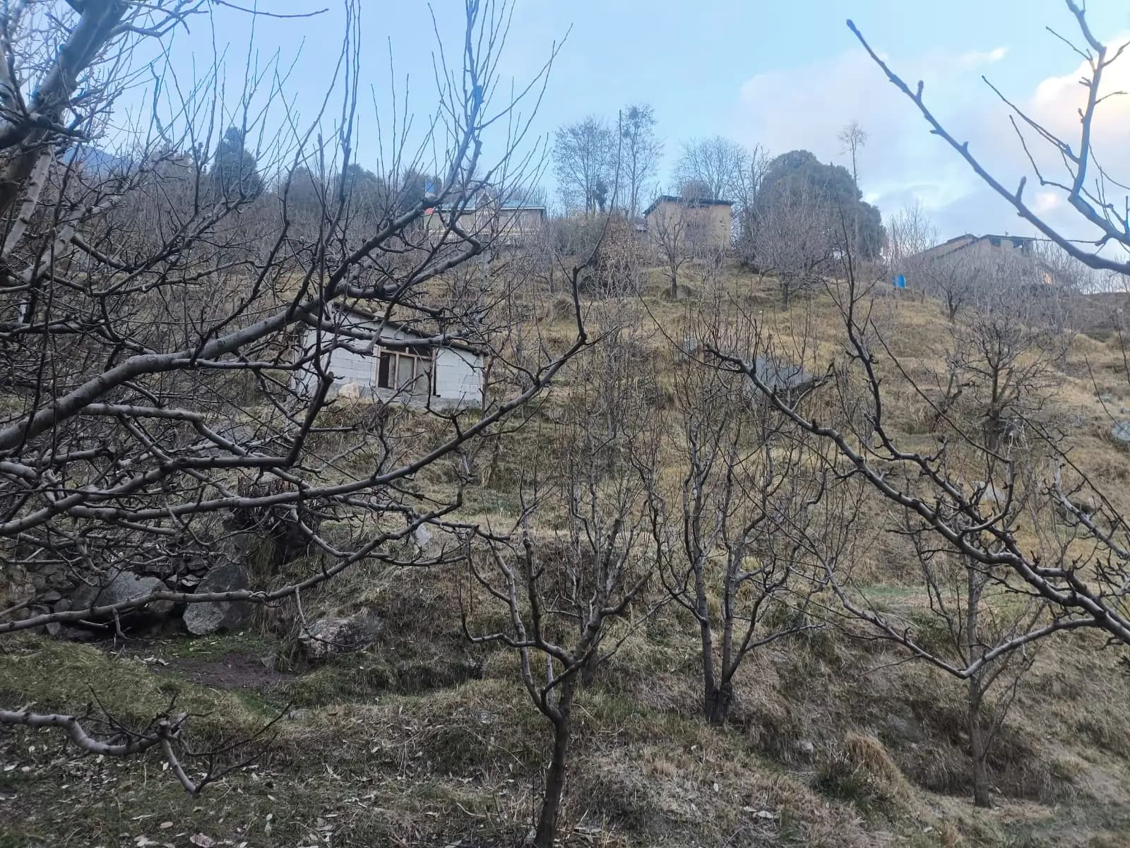 Apples ripening in an orchard in Himachal Pradesh