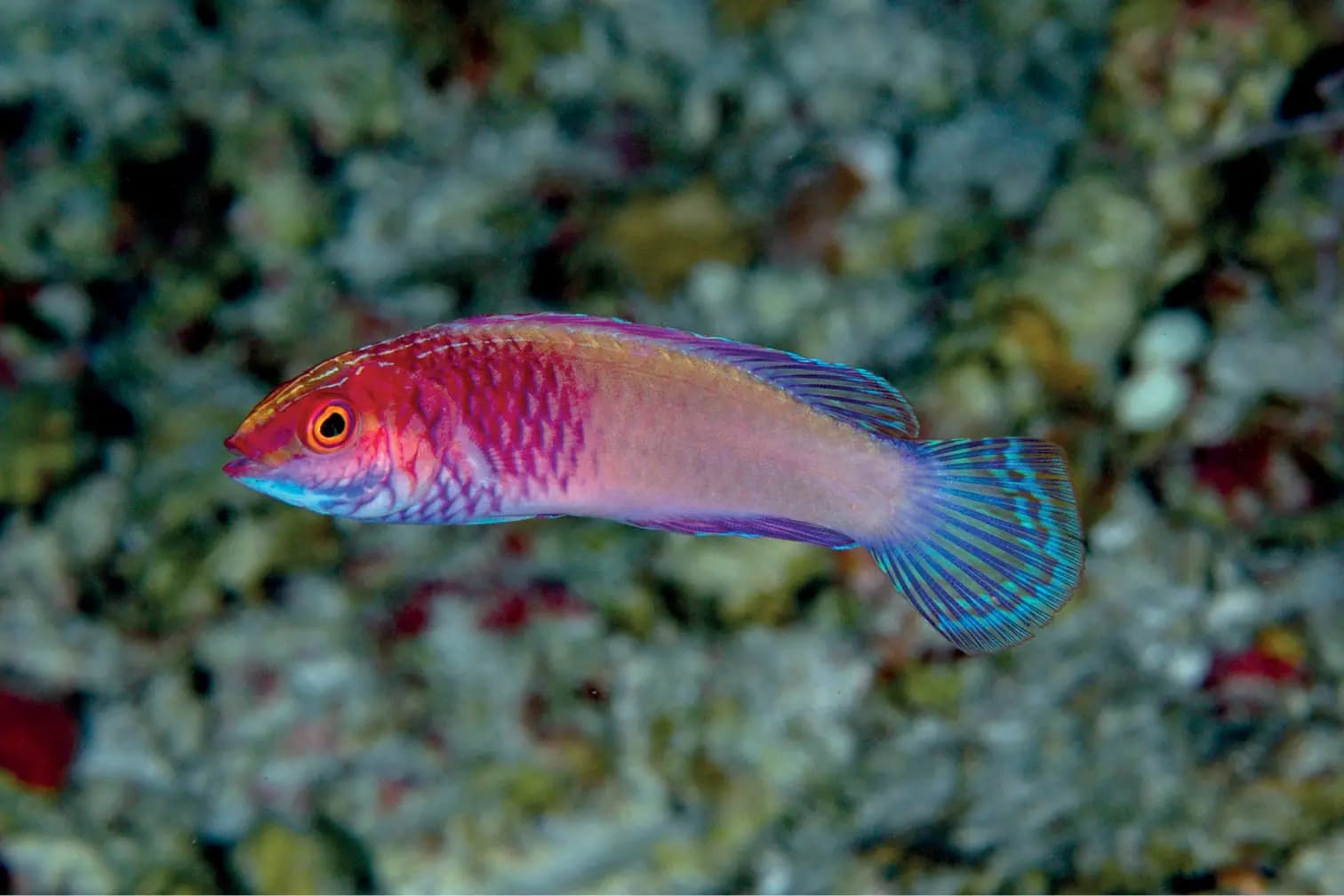 A ring of reef and sandbars forming an atoll in the Maldives