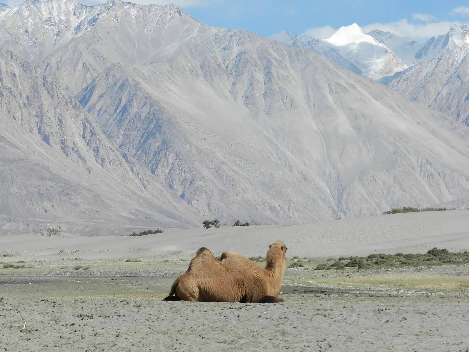Double-humped Bactrian camels on the dunes of the Nubra valley in Ladakh