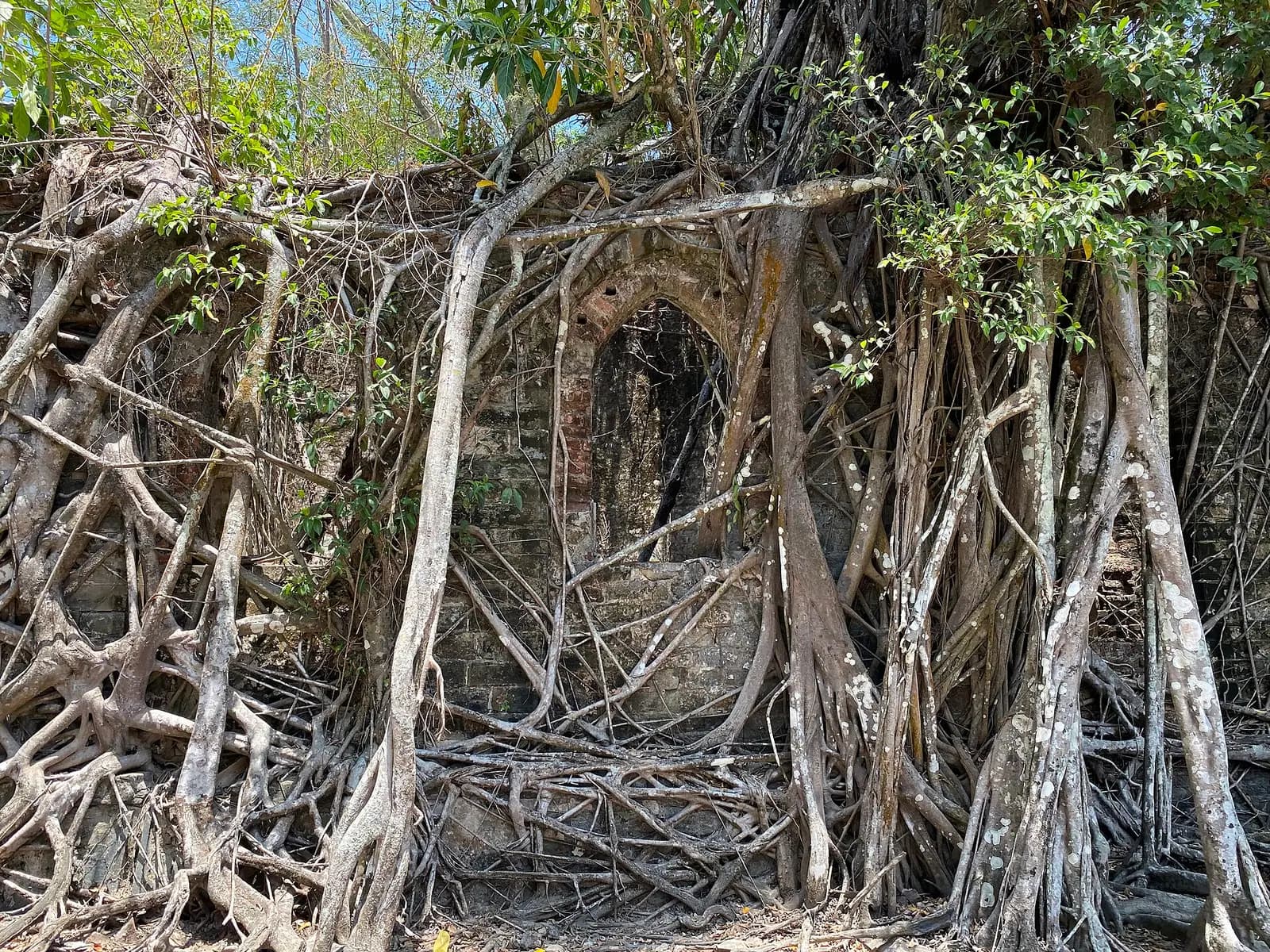 Colonial ruins overgrown by roots on Ross Island near Port Blair, Andaman Islands