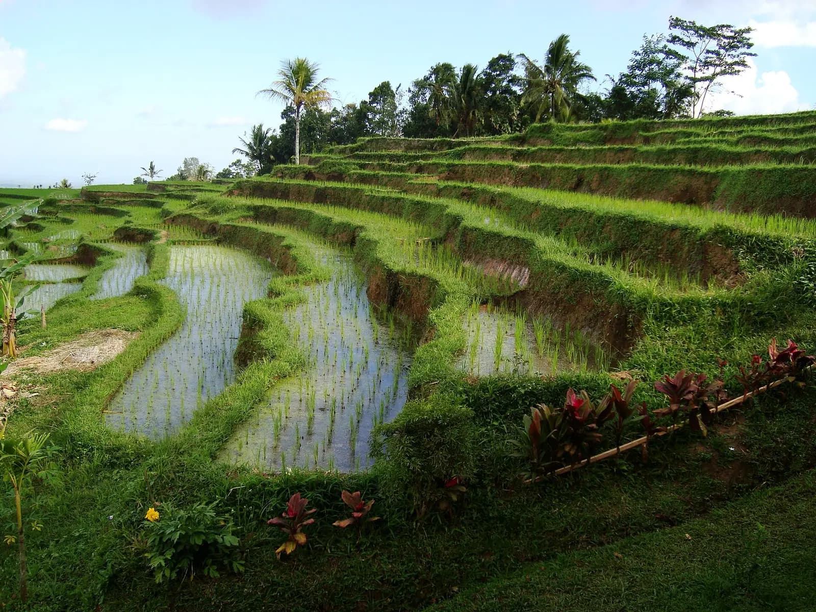 Stepped rice terraces and palms in the highlands of Bali, Indonesia