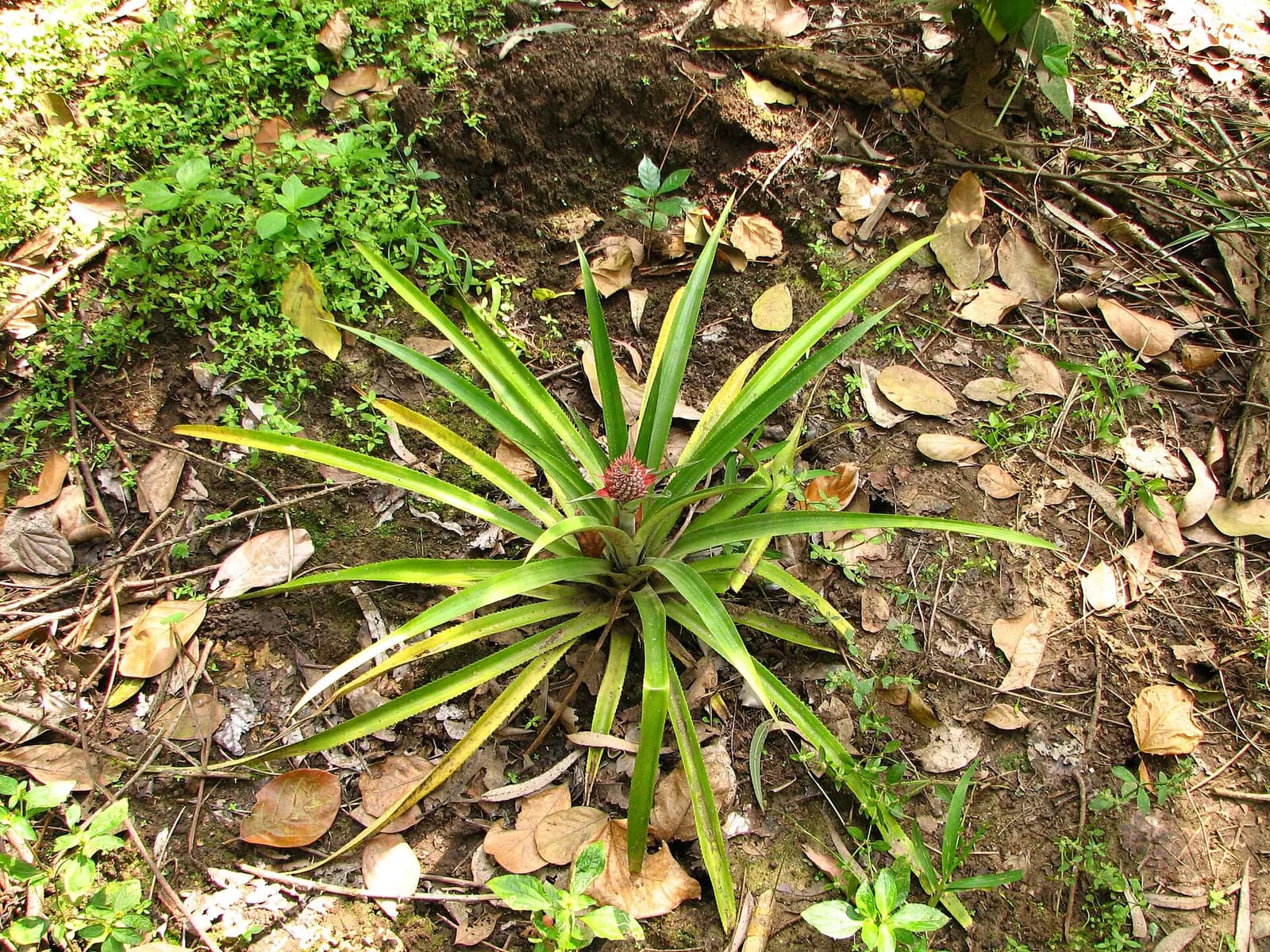 Pepper and cardamom growing on a spice plantation near Thekkady, Kerala