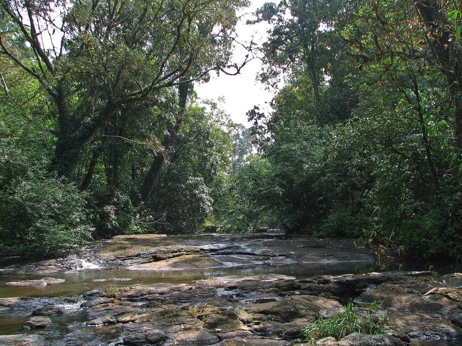 Evergreen forest covering the hills of the Periyar reserve in Kerala